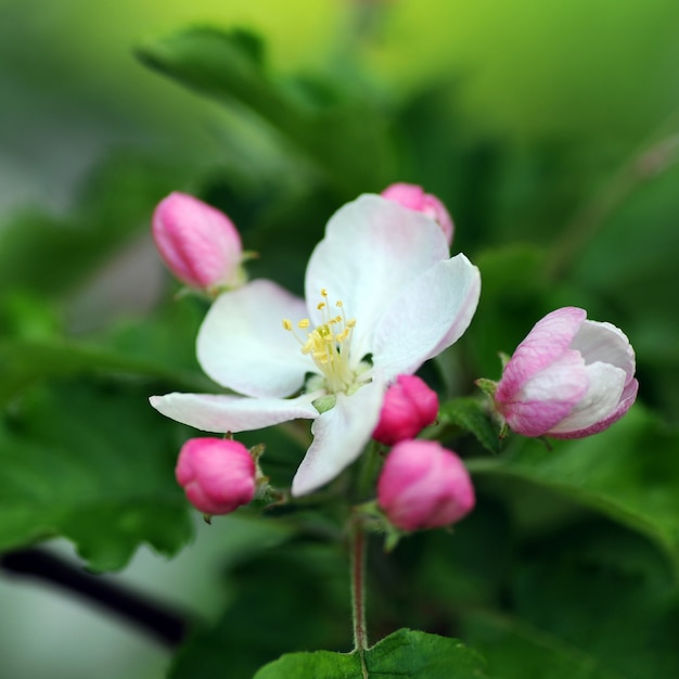 Flores de maçã rosa