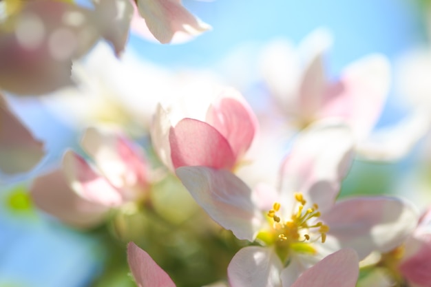 Flores de maçã sobre fundo desfocado da natureza