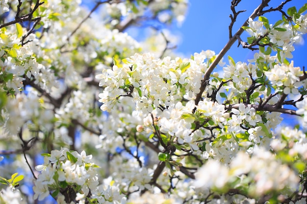 Flores de maçã sobre fundo desfocado da natureza