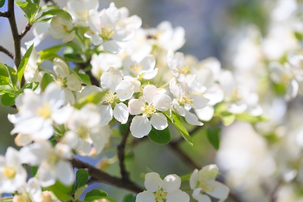 Flores de maçã sobre fundo desfocado da natureza