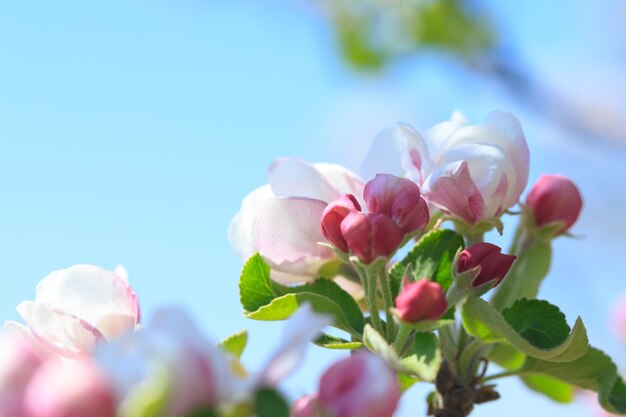 Flores de maçã sobre fundo desfocado da natureza