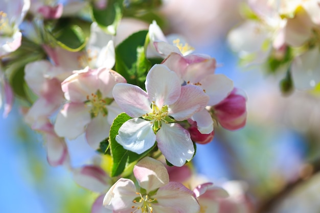 Flores de maçã sobre fundo desfocado da natureza