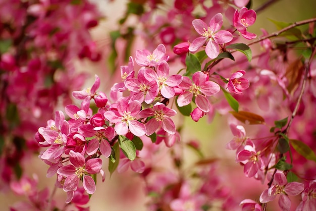 Flores de maçã vermelha