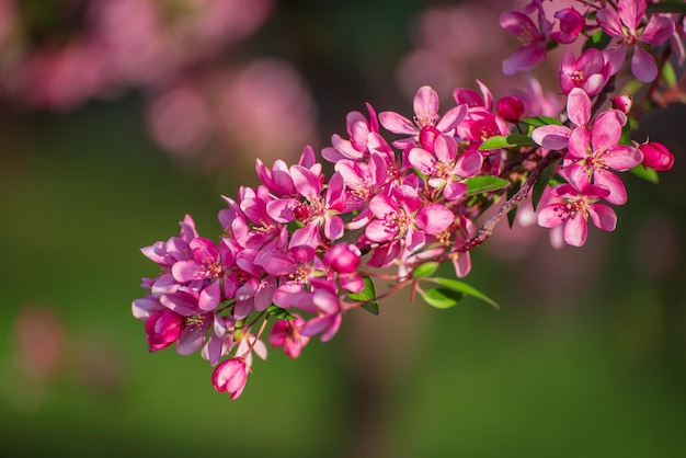 Flores de maçã vermelha