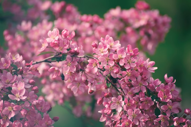 Flores de maçã vermelha