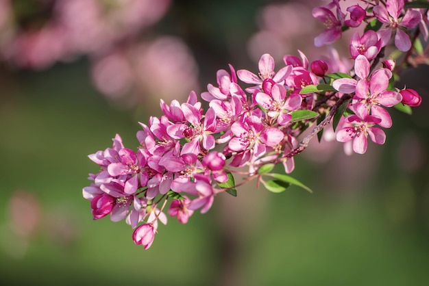 Flores de maçã vermelha