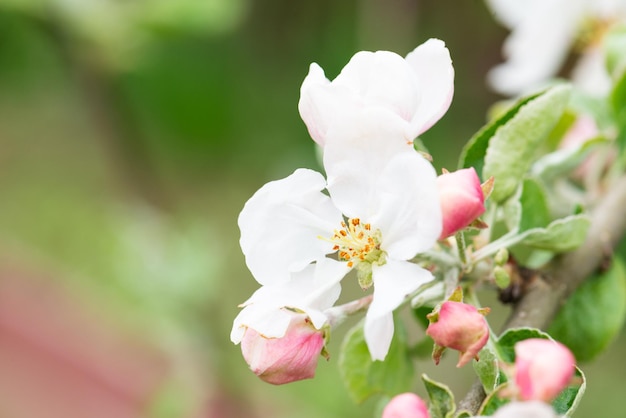 Flores de macieira branca em um galho no jardim