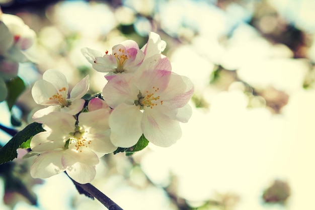 flores de macieira close-up