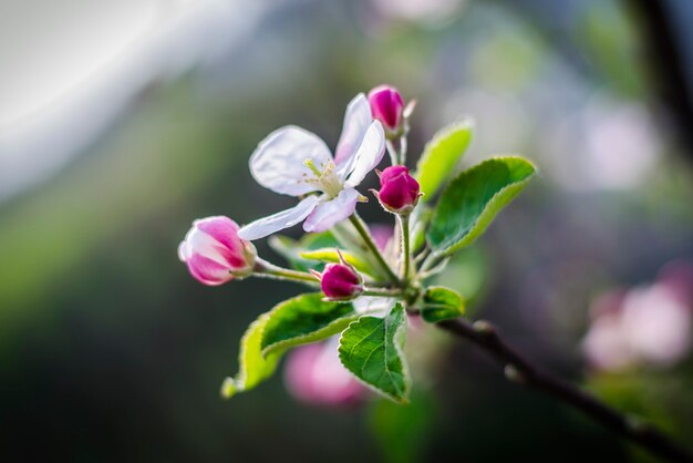 Flores de macieira em um galho na primavera