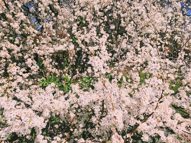 Flores de macieira florescendo na primavera como fundo floral