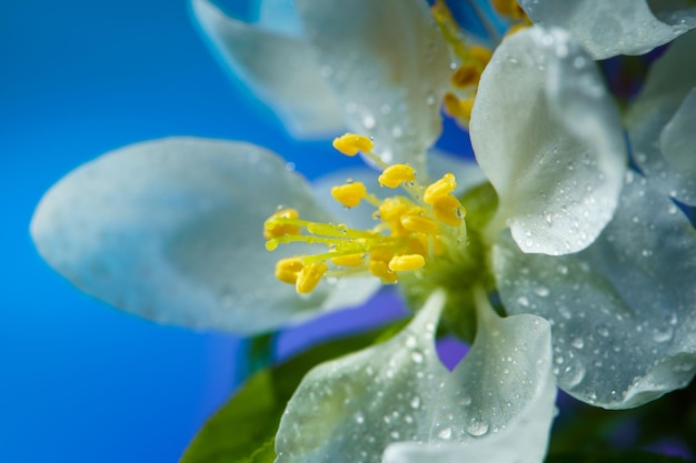 Flores de macieira floridas cobertas com pingos de chuva close-up em um fundo azul flores de primavera