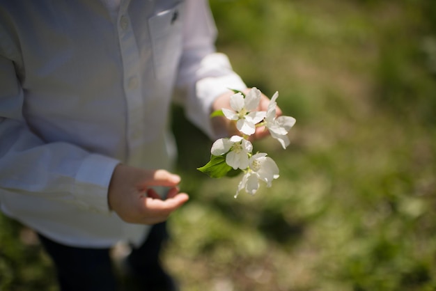 Flores de macieira nas mãos de uma criança