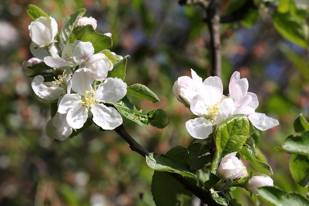 Flores de macieira para a primavera