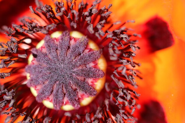 Foto flores de macrou macro