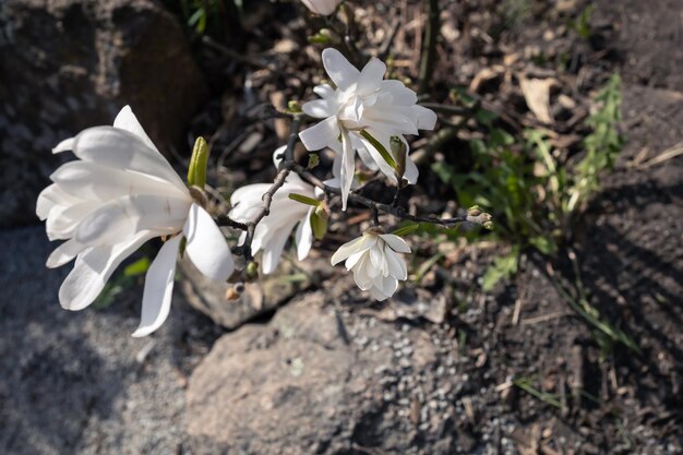 Flores de magnólia branca