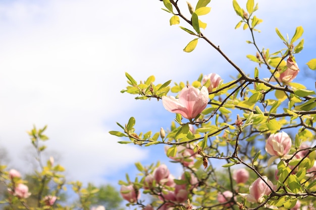 Flores de magnólia contra o fundo da primavera de céu azul