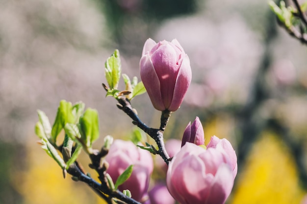 Flores de magnólia da primavera no fundo natural Para esta imagem, efeito de tonificação de cor aplicado