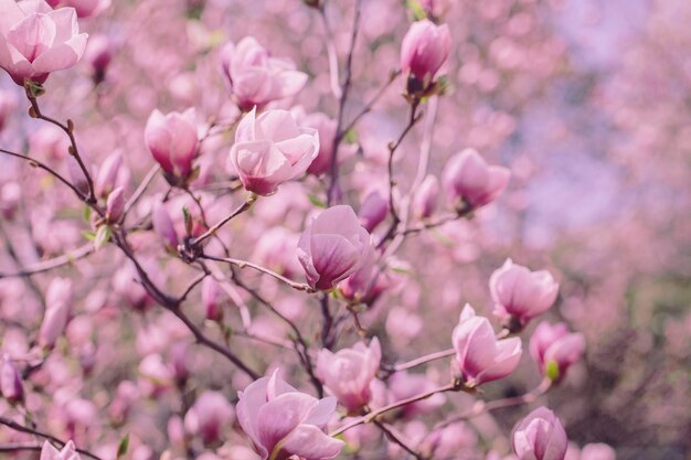 Flores de magnólia da primavera no fundo natural Para esta imagem, efeito de tonificação de cor aplicado