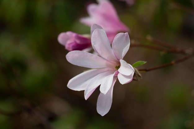 Foto flores de magnólia de perto florescência magnolia árvore magnolia loebneri leonard messel estrela florescência de flores magnolia