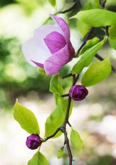 Flores de magnólia de primavera