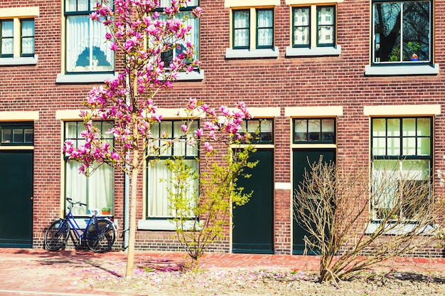 Flores de magnólia desabrochando nas ruas de Leiden, Holanda