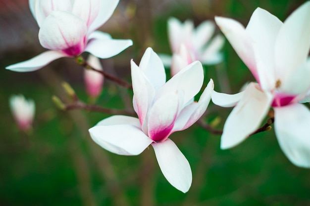 Flores de magnólia desabrocharam no jardim O início da primavera Natureza e plantas Botânica