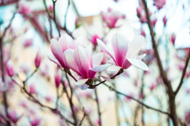 Flores de magnólia desabrocharam no jardim O início da primavera Natureza e plantas Botânica