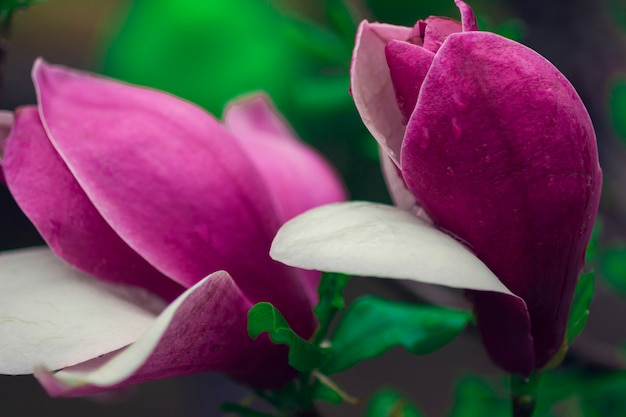 flores de magnólia em galhos de árvores