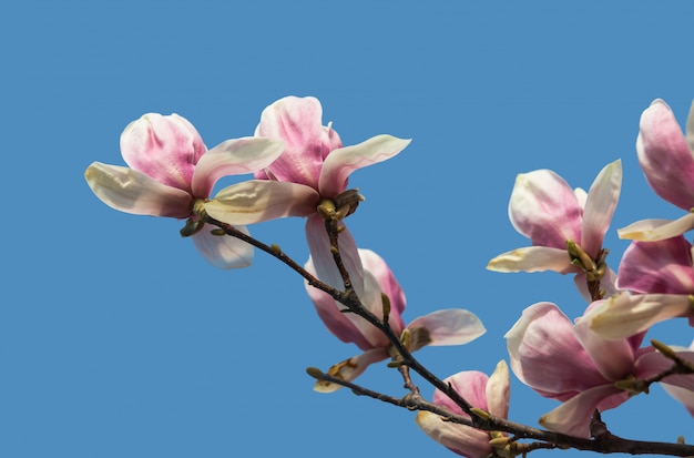 Flores de magnólia em tempo de primavera