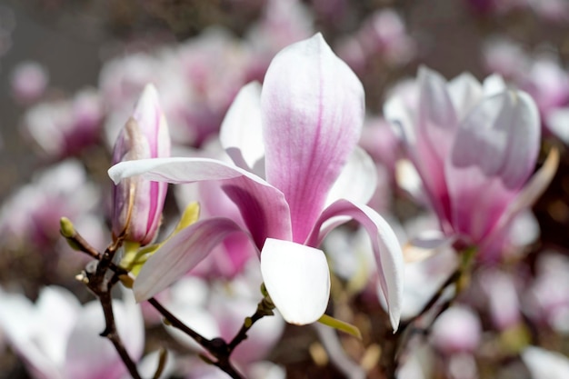 Flores de magnólia em um jardim com a palavra magnólia à esquerda