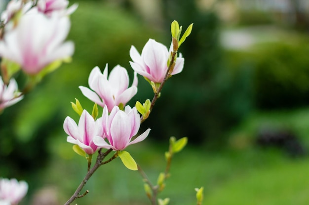 Flores de magnólia florescendo rosa em um dia ensolarado. Fechar-se