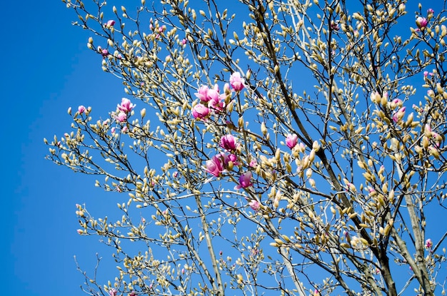 Flores de magnólia rosa contra o céu azul