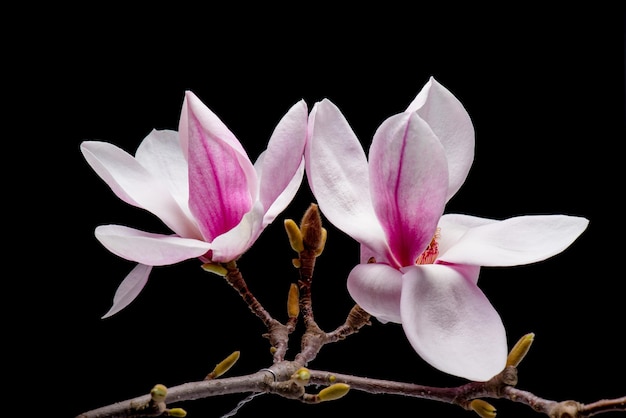 Flores de magnólia rosa desabrochando isoladas em fundo preto