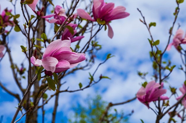 Flores de magnólia rosa em um fundo de céu azul. Árvores no parque na primavera.