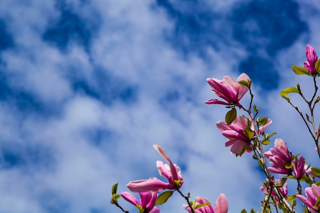 Flores de magnólia rosa em um fundo de céu azul. Árvores no parque na primavera.