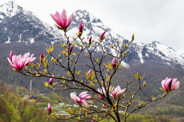 Flores de magnólia rosa florescendo árvore na natureza contra o fundo das montanhas nevadas Magnolia stellata foco seletivo