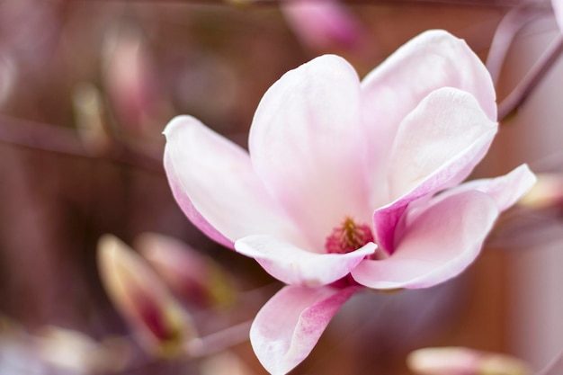 Flores de magnólia rosa florescendo com fundo de primavera em tons