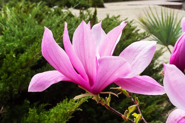 Flores de magnólia rosa florescendo na árvore selvagem Magnolia stellata foco seletivo