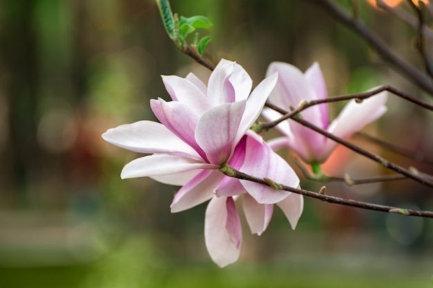 Flores de Magnólia. Árvores floridas. Flores de primavera rosa suave.