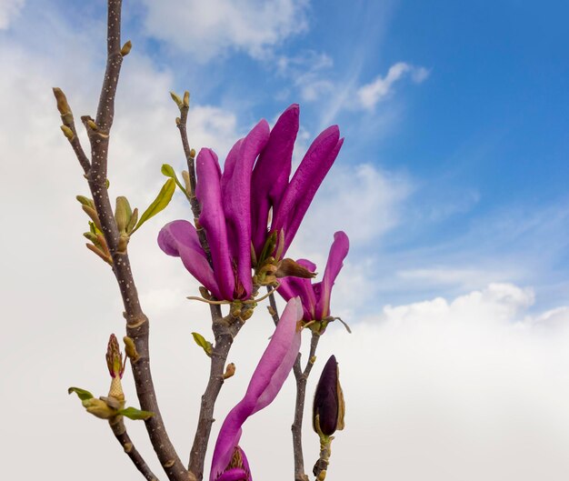 Flores de magnólia violeta