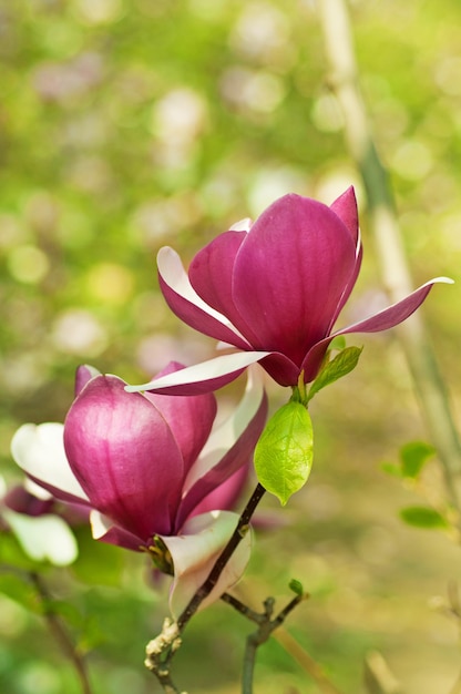 Flores de magnólia