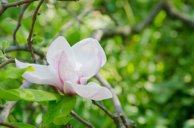 Flores de magnólia