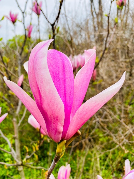 Flores de magnólia