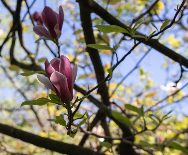 Flores de magnólia