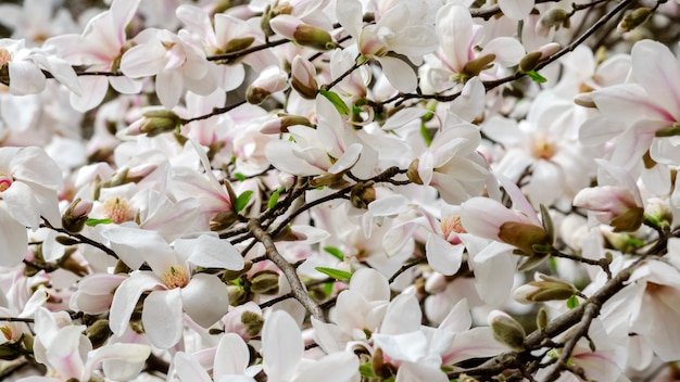 Flores de magnólia