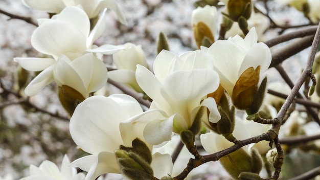 Flores de magnólia