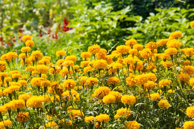 Foto flores de malmequeres