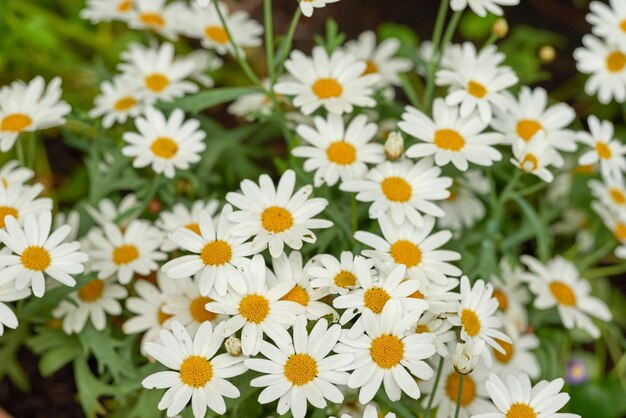 Flores de margarida branca de camomila alemã com centro amarelo florescendo em um jardim botânico ou parque em um dia ensolarado durante a primavera Paisagem cênica de ambiente natural puro Espécies de plantas Marguerite