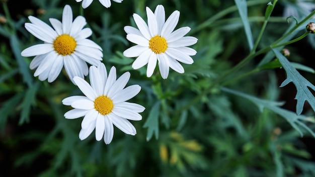 Flores de margarida branca em um jardim close-up