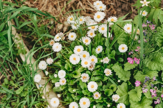 Foto flores de margarida branca no jardim. flores decorativas no site. flores semelhantes a margaridas.